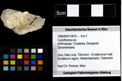 Foto (Objekt + Etiketten) von Cyclothyreus sp. 